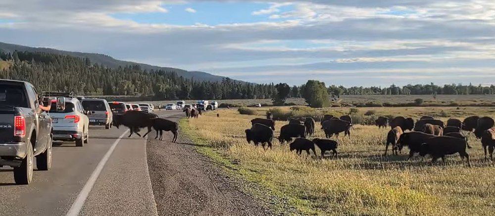 bison crossing a country road, causing traffic to come to a standstill