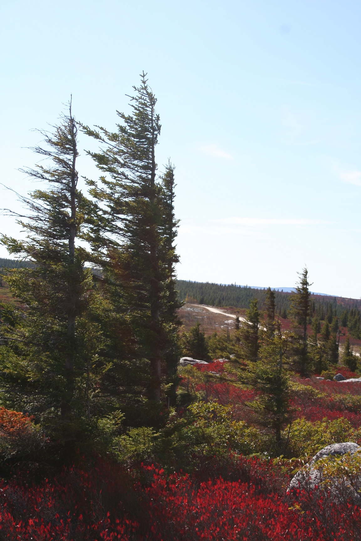 wilderness