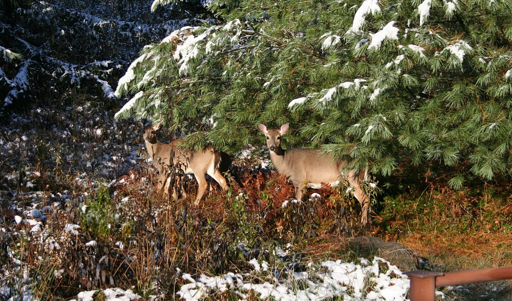 deer