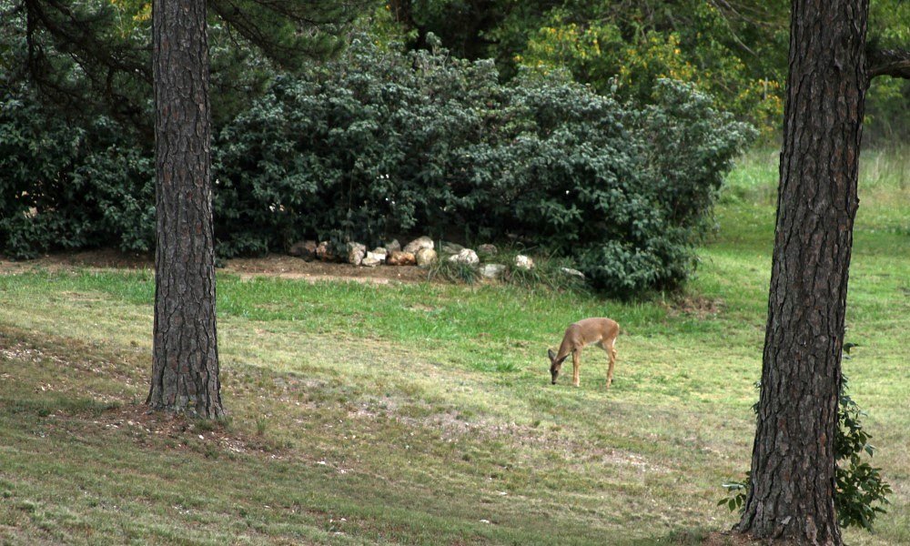 backyard deer