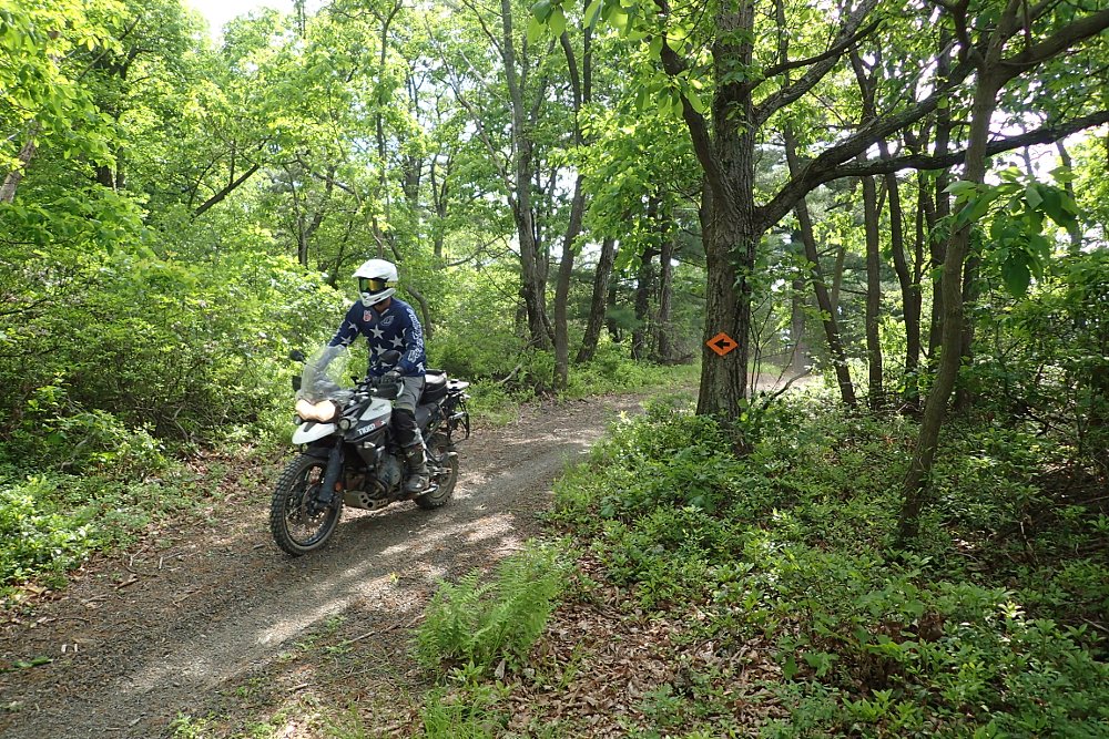 Spurg in the woods.