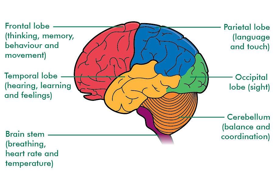 Brain parts