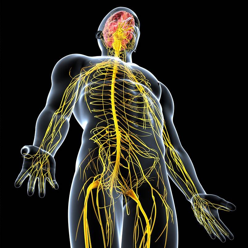 Nervous system