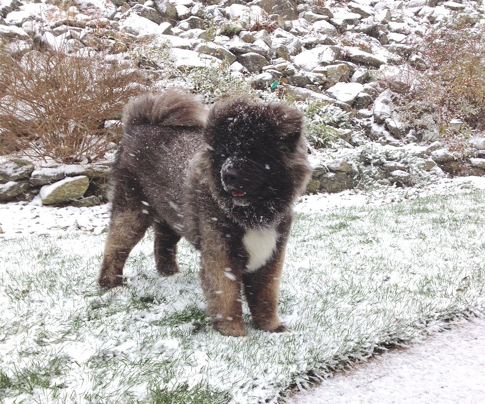 Akita dog