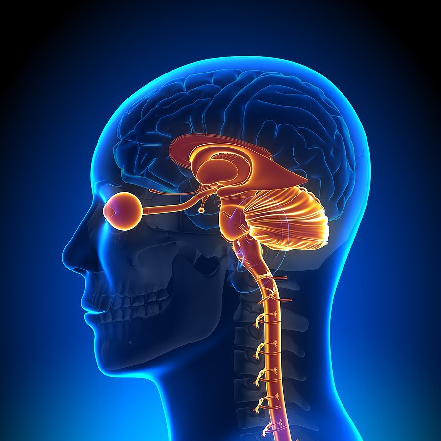 brain