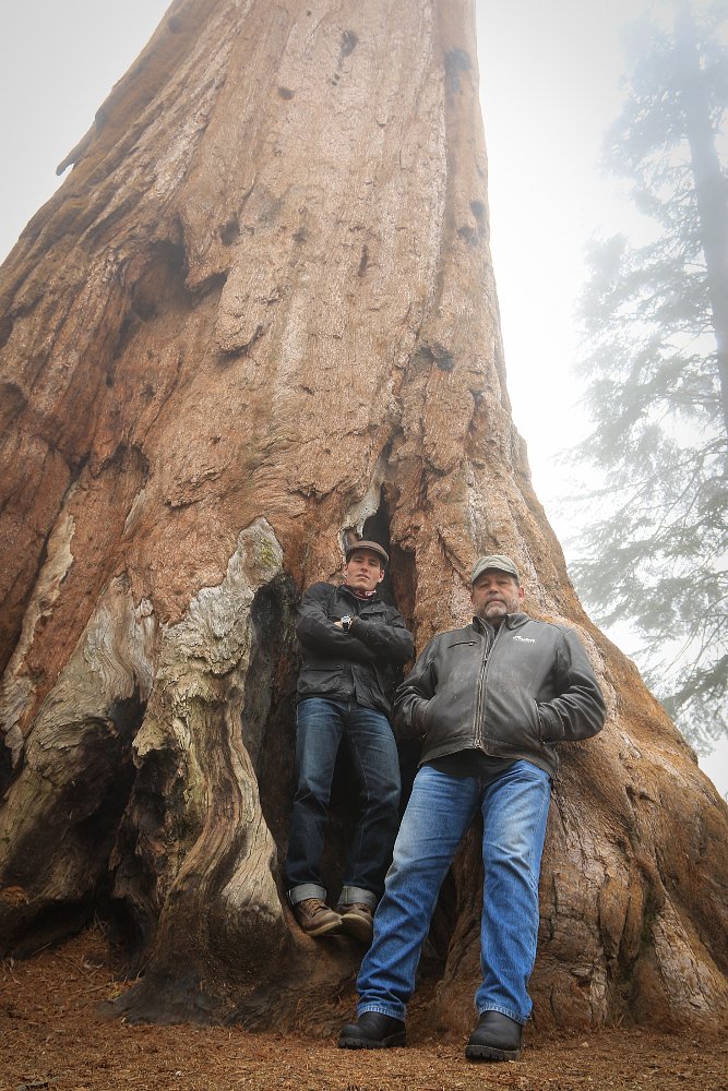 redwoods