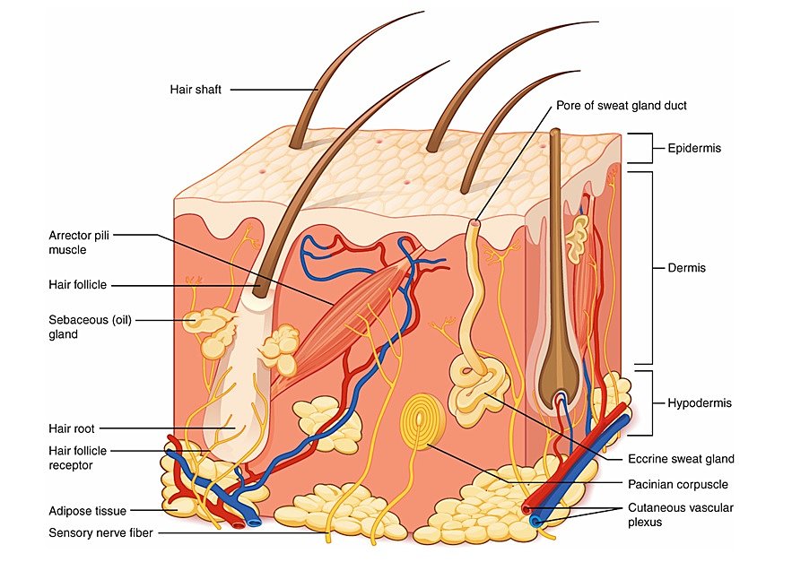 layers of skin