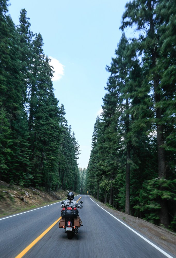 pines in Idaho