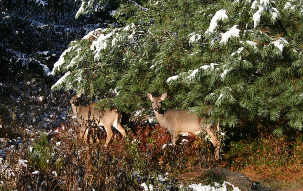 whitetail deer