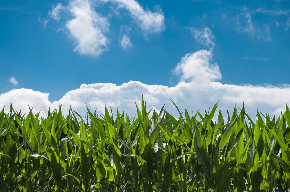 Corn grown for ethanol