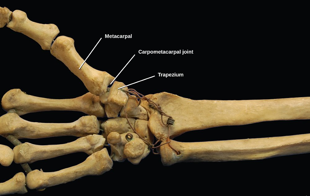 figure of hand