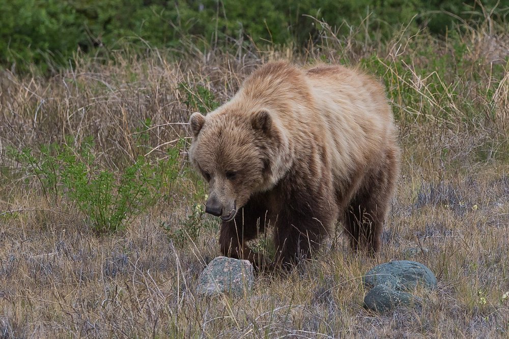 grizzly bear