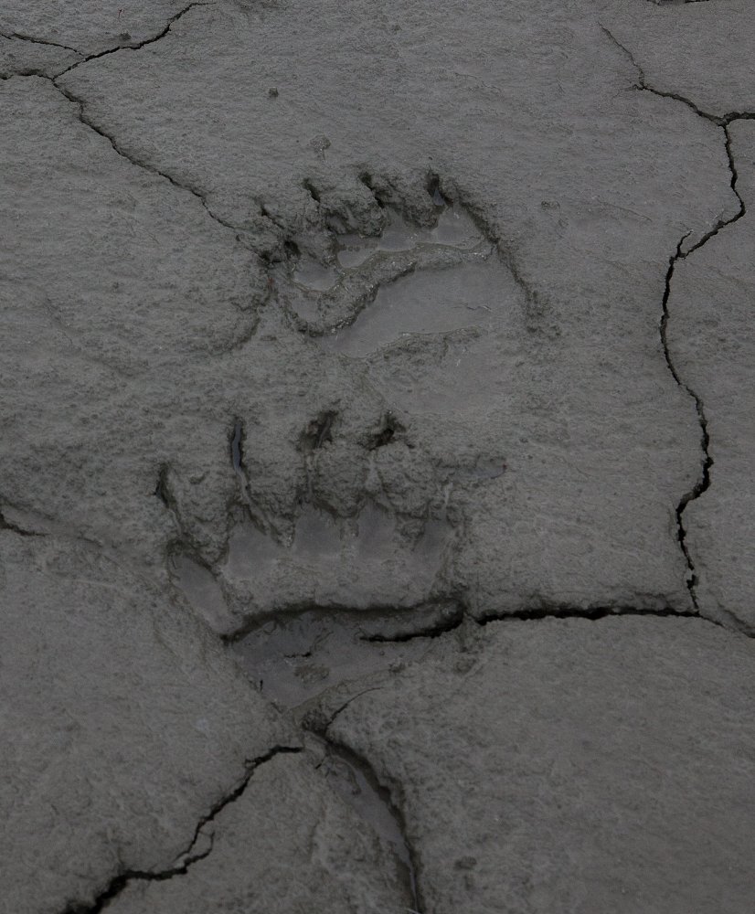 bear paw prints