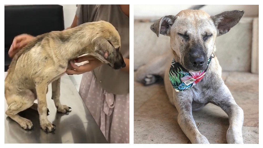 Rescued dog from Bali Paws