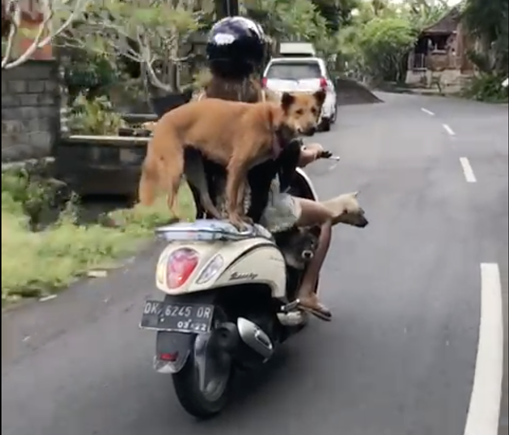 Dogs on a scooter in Bali. 