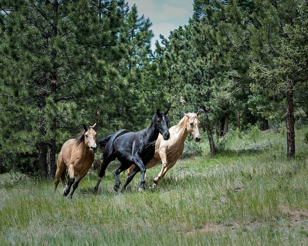 horses galloping at a slight lean angle