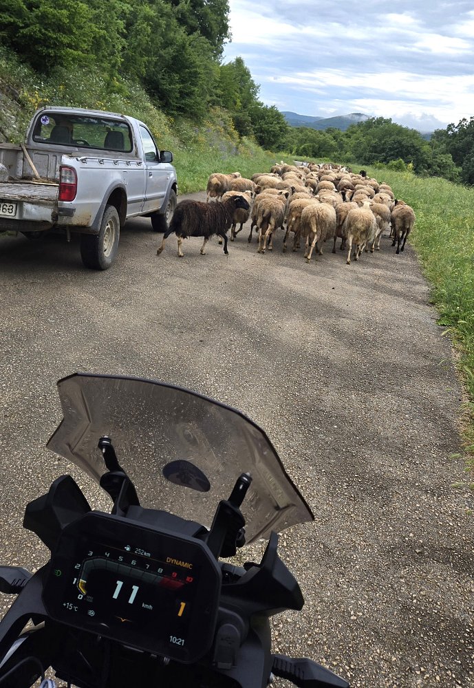 sheep blocking a narrow country lane in rural Europe